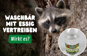 Waschbär schaut aus Baumstamm & Essigflasche