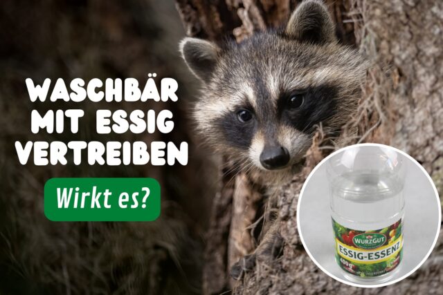 Waschbär schaut aus Baumstamm & Essigflasche