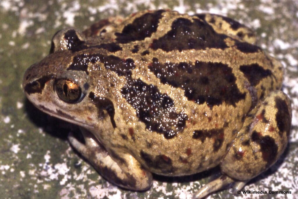 Knoblauchkröte (Pelobates fuscus)