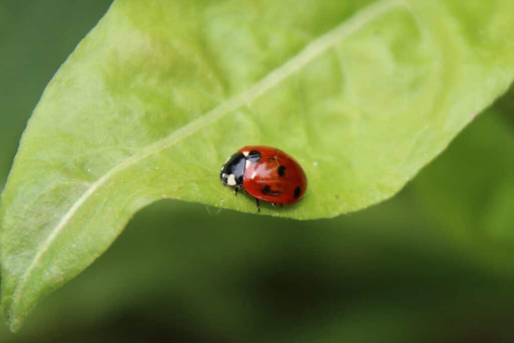 Marienkäfer auf Blatt