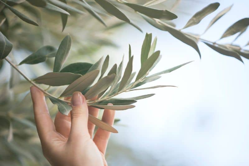 Olivenbaum per Hand auf Läuse kontrollieren