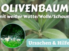 Olivenbaum mit weißer Watte/Wolle/Schaum