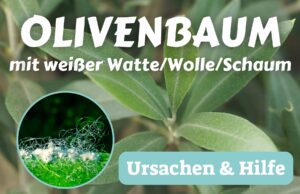 Olivenbaum mit weißer Watte/Wolle/Schaum