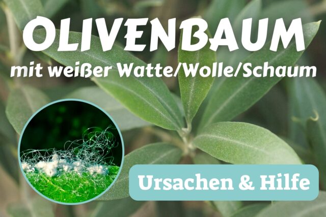 Olivenbaum mit weißer Watte/Wolle/Schaum