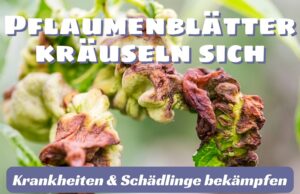 Blätter am Pflaumenbaum kräuseln sich