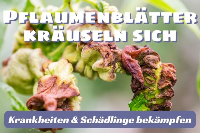 Blätter am Pflaumenbaum kräuseln sich