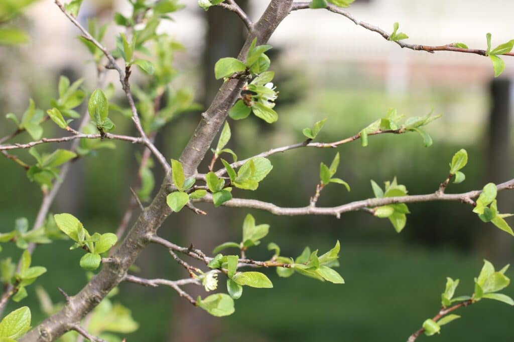 Pflaumenbaum (Prunus domestica)