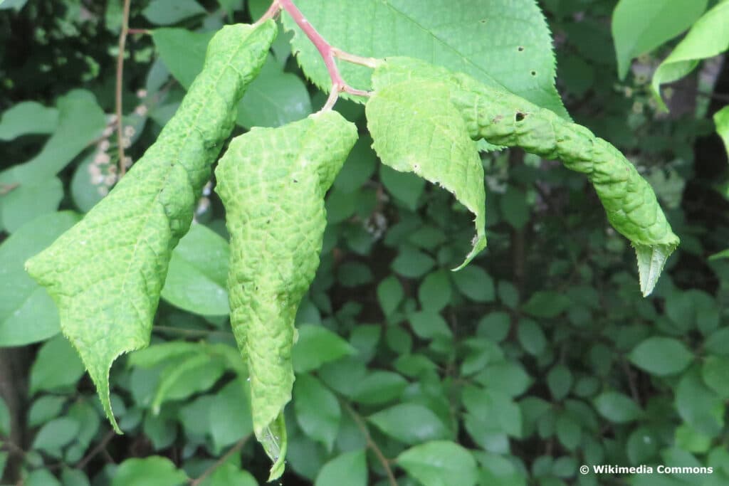 Pflaumenblattlaus (Brachycaudus cardui)