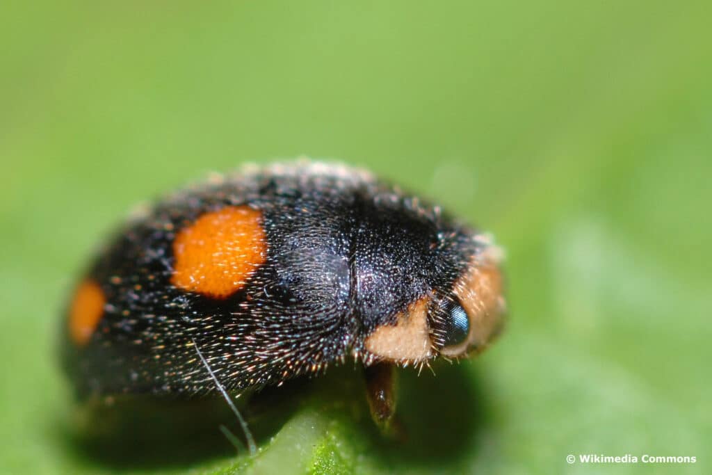 Rainfarn-Marienkäfer (Platynaspis luteorubra)