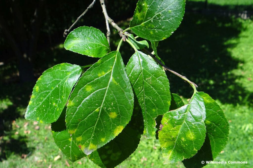 Scharkakrankheit an Blättern von Prunus domestica