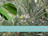 Schildläuse am Olivenbaum bekämpfen