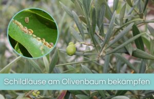 Schildläuse am Olivenbaum bekämpfen