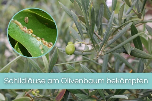 Schildläuse am Olivenbaum bekämpfen