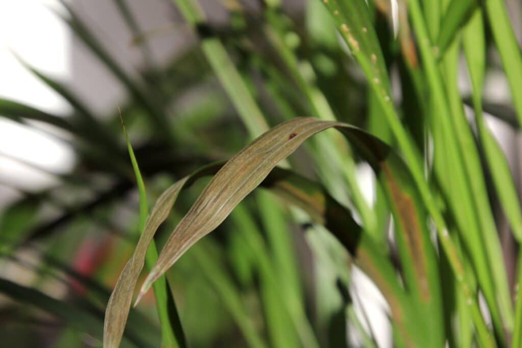 Schildläuse an Goldfruchtpalme (Dypsis lutescens)