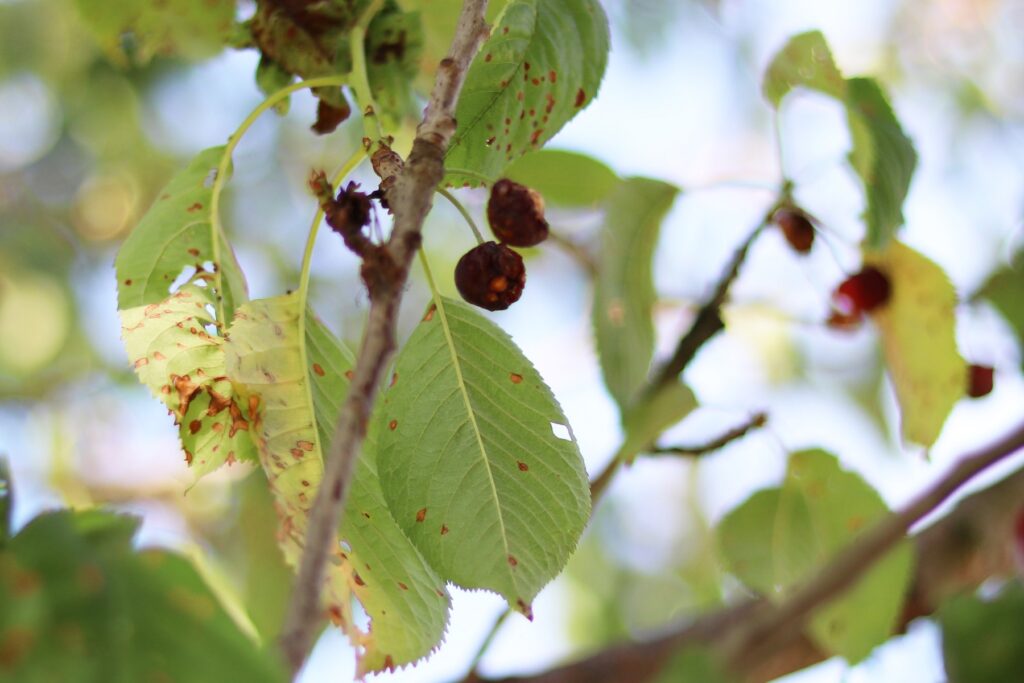 Schrotschusskrankheit an Kirschbaum