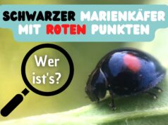 Schwarzer Marienkäfer mir roten Punkten