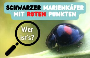 Schwarzer Marienkäfer mir roten Punkten