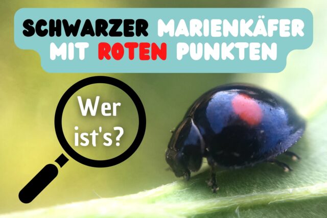 Schwarzer Marienkäfer mir roten Punkten