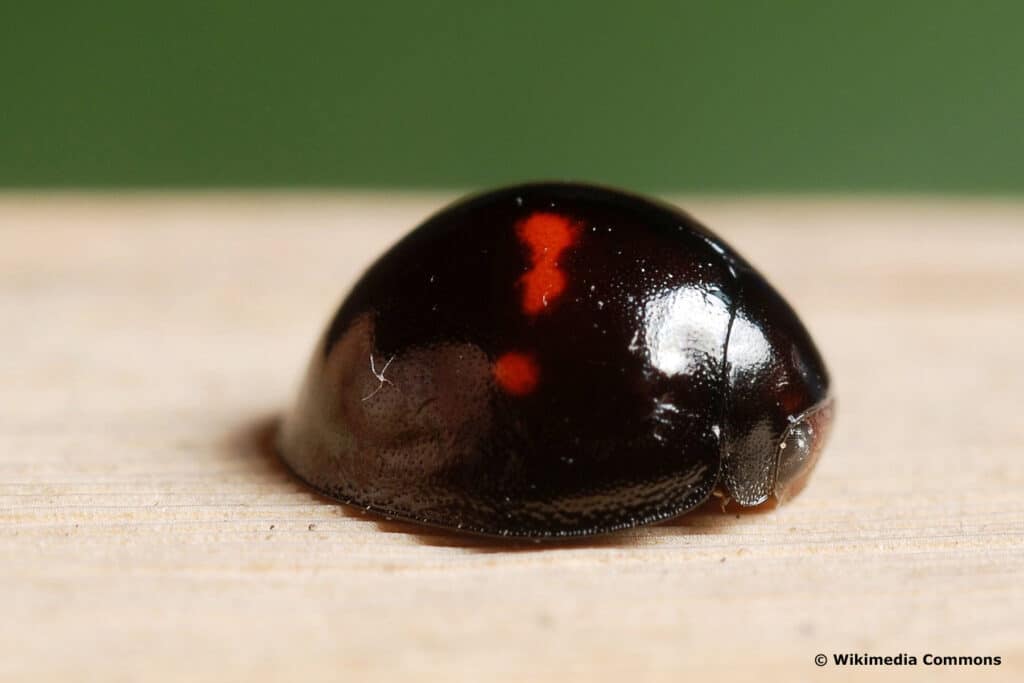 Strichfleckiger Marienkäfer (Chilocorus bipustulatus)