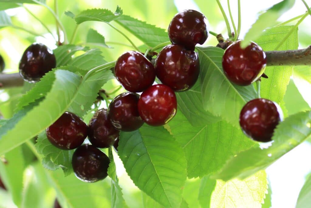 Süßkirsche (Prunus avium) mit großen reifen Früchten