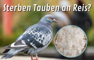 Tauben mit Reis töten