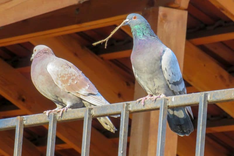 Tauben beim Nestbau