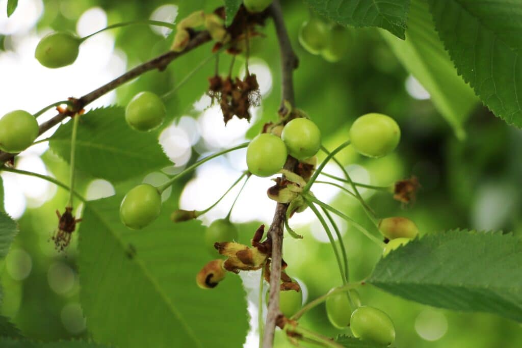 Unreife grüne Kirschen an Baum