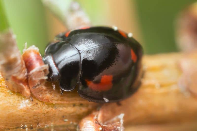 Vierfleckiger Kugelmarienkäfer (Brumus quadripustulatus)