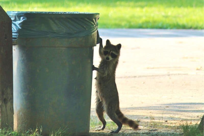 Waschbär an Mülltonne