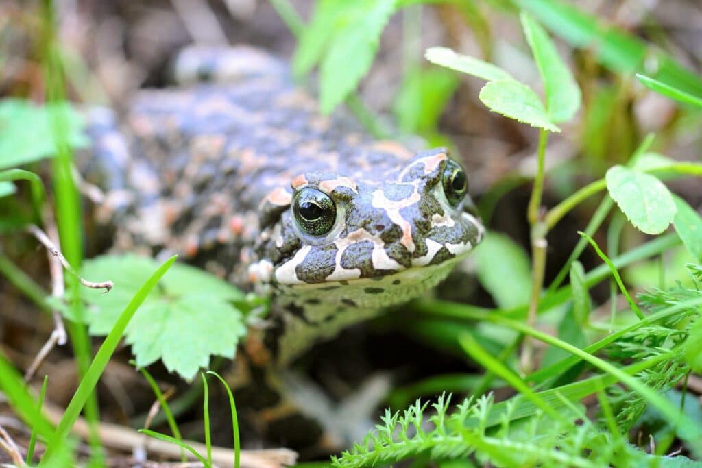 Wechselkröte (Bufotes viridis)