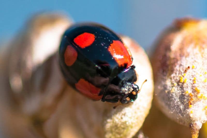 Zweipunkt-Marienkäfer (Adalia bipunctata)