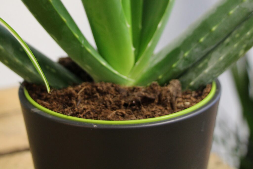 Aloe Vera mit frischem Substrat