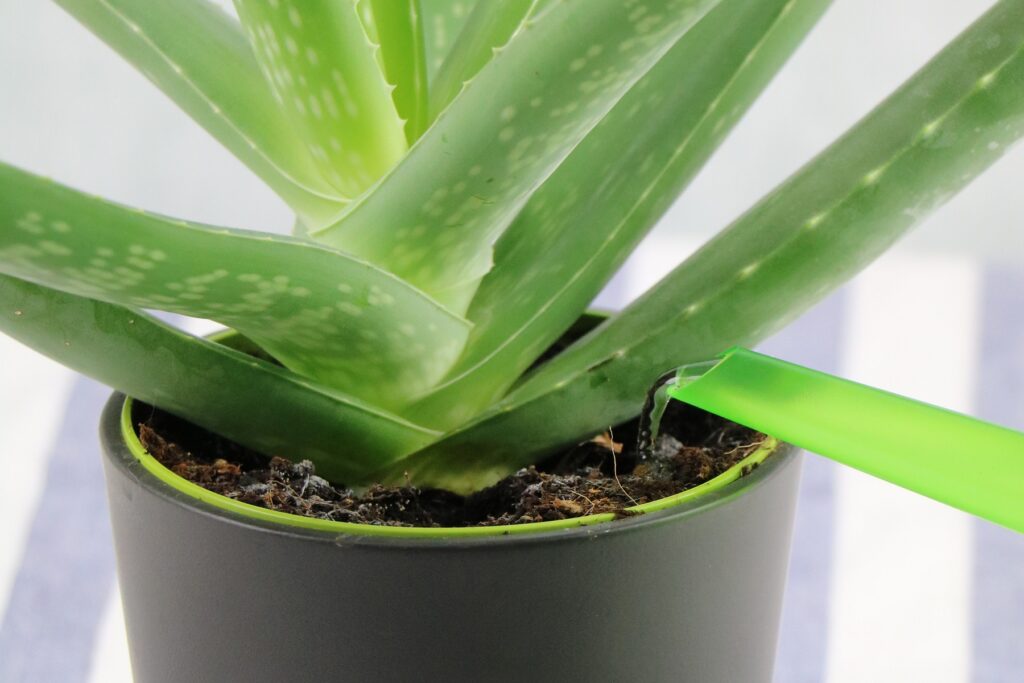 Aloe Vera gießen