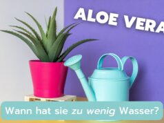 Aloe Vera zu wenig Wasser