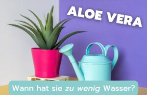 Aloe Vera zu wenig Wasser