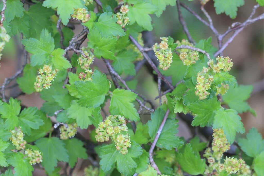 Alpen-Johannisbeere (Ribes alpinum)