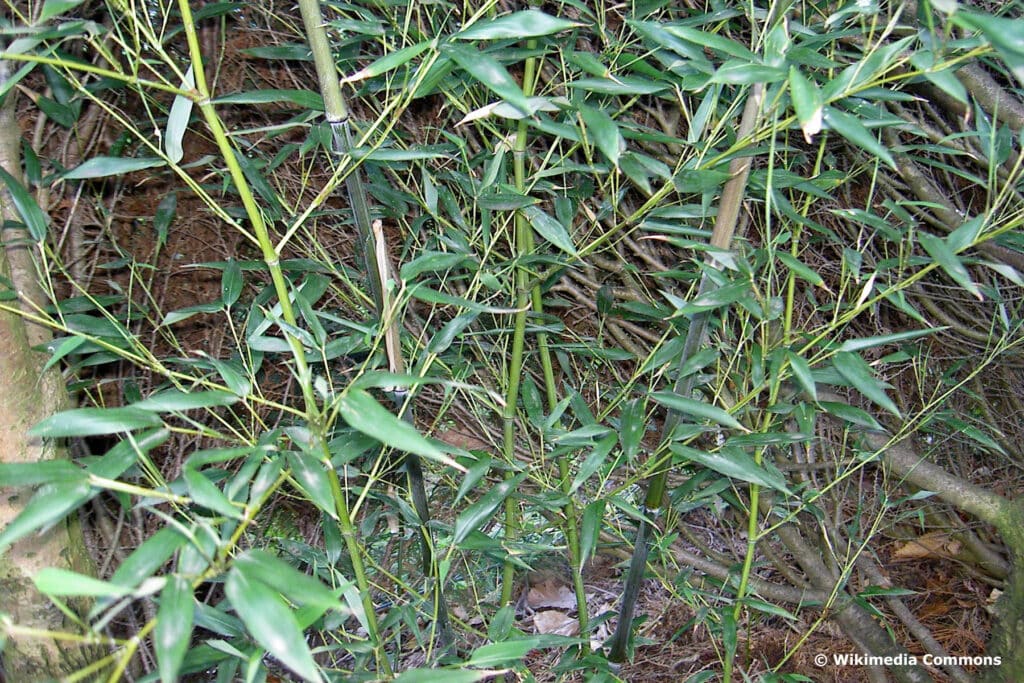 Bisset-Bambus (Phyllostachys bissetii)