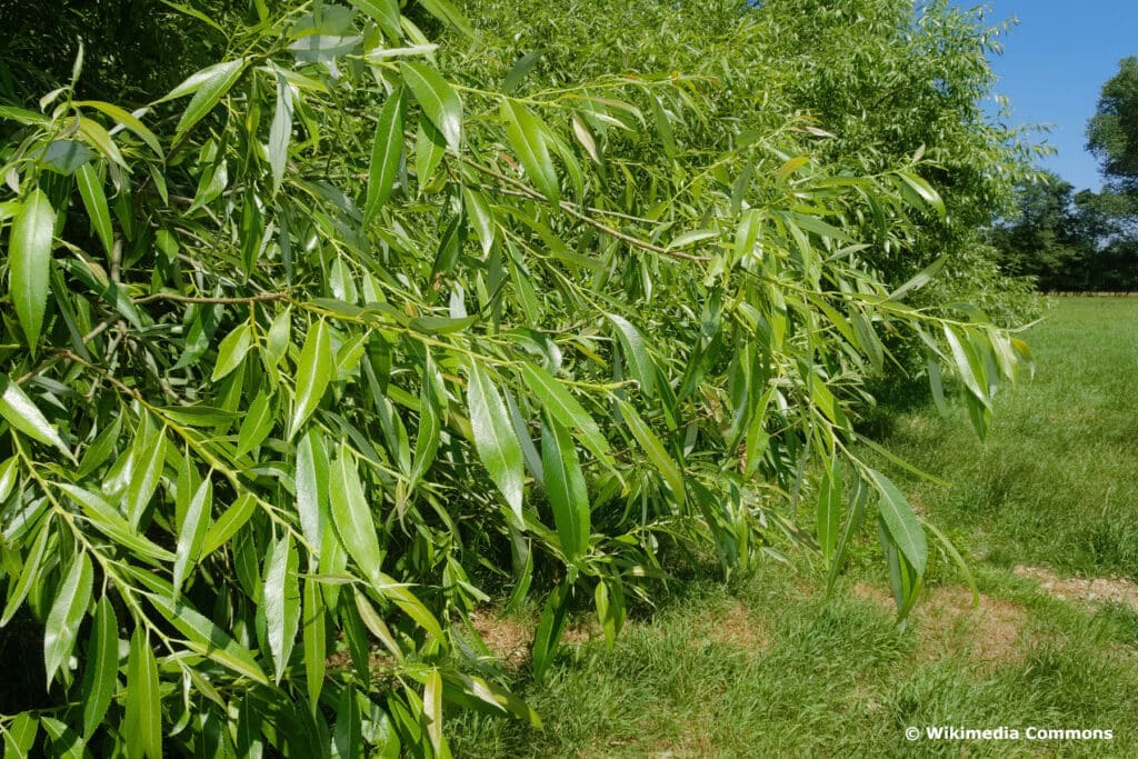 Bruch-Weide (Salix fragilis)