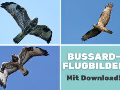 Bussard-Flugbilder