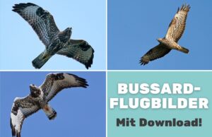 Bussard-Flugbilder