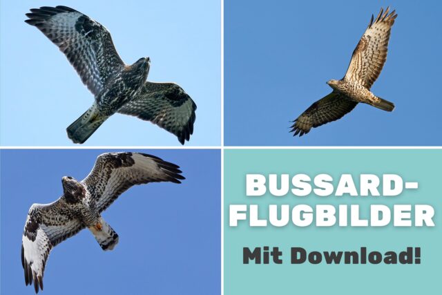 Bussard-Flugbilder