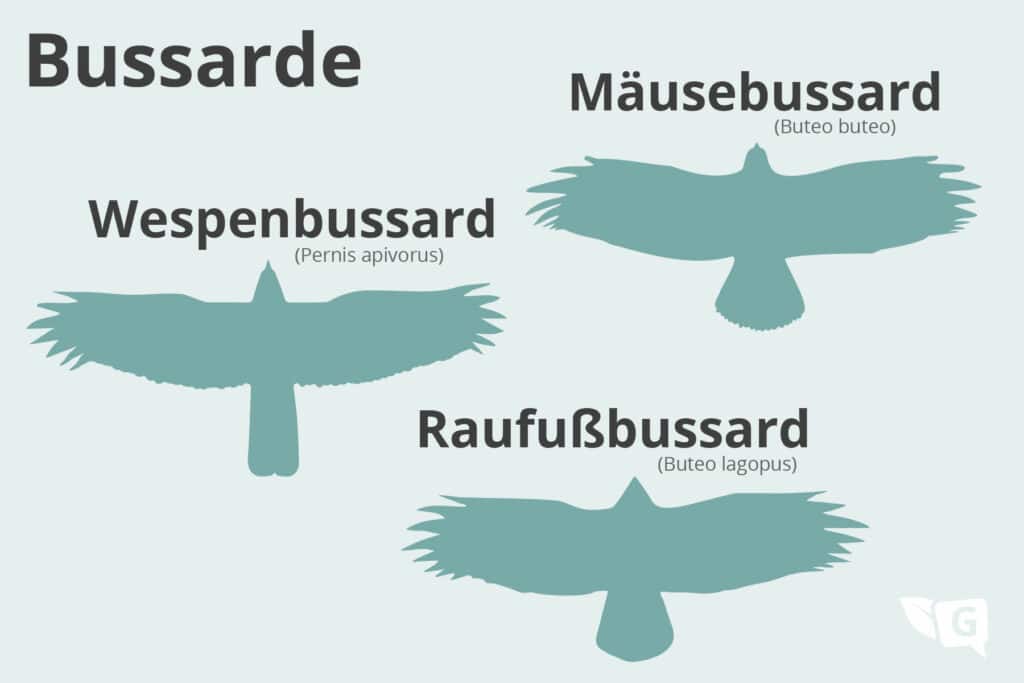 Flugbild der Bussarde als Grafik zum Download