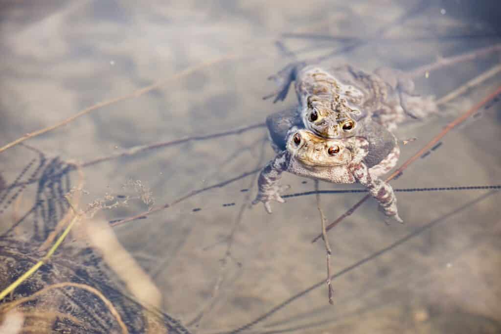 Erdkröten (Bufo bufo) bei der Paarung