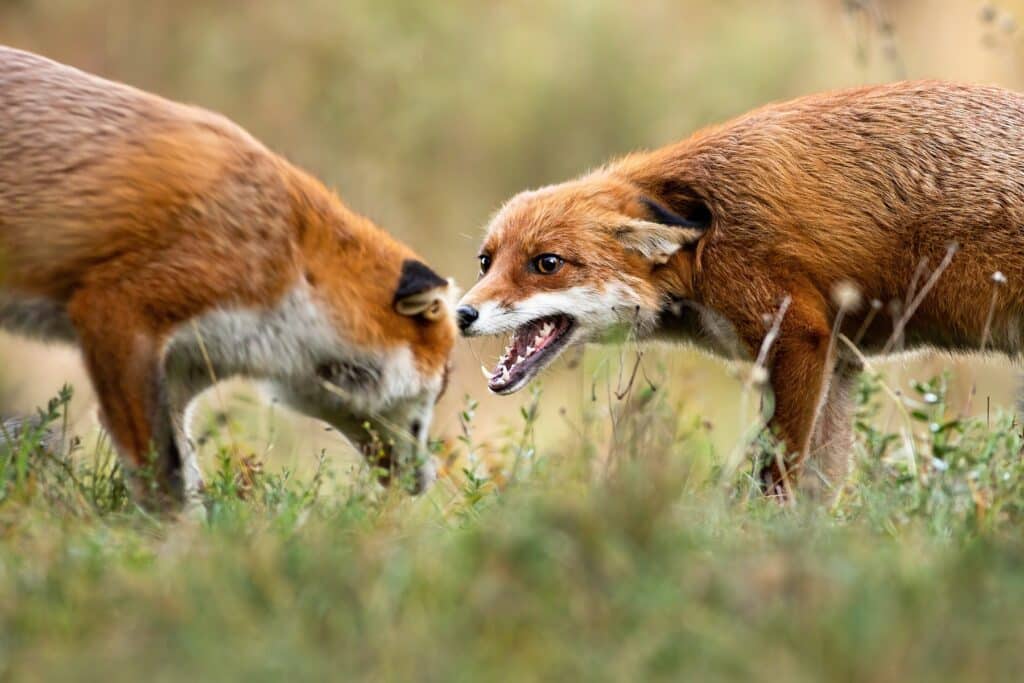 Tiergeräusche nachts - Zwei kämpfende Füchse auf Wiese