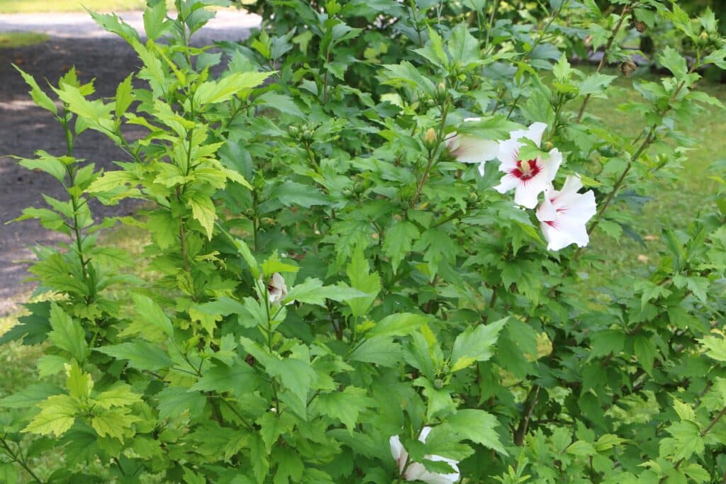 Garteneibisch (Hibiscus syriacus)
