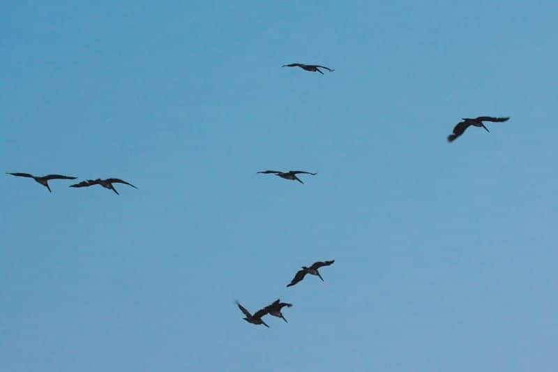 Verschiedene Greifvögel am Himmel