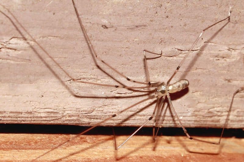 Große Zitterspinne (Pholcus phalangioides)