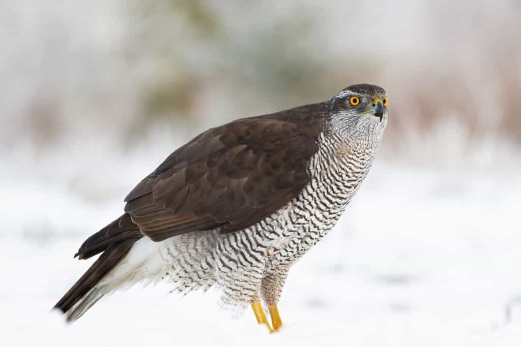 Habicht (Accipiter gentilis)