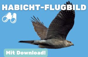 Flugbild des Habichts