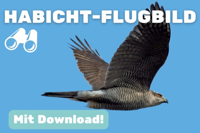 Flugbild des Habichts